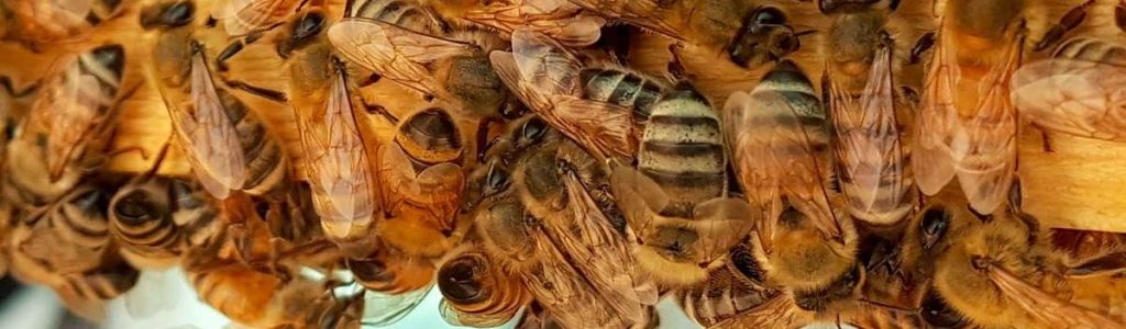 bee hive in a home in Mandurah