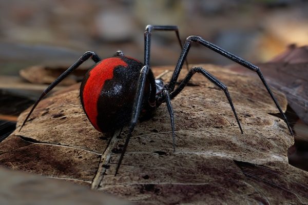 image of a redback spider in Mandurah Western Australia