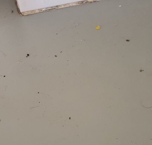 a dirty surface which attracts pests
