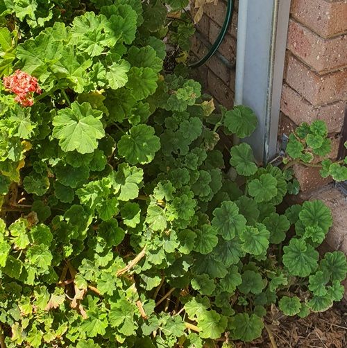 Plants touching walls is bad for pest control in mandurah